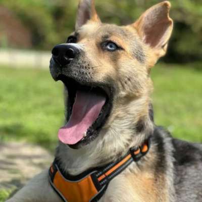 Tierschutzhunde suchen ein Zuhause-Beitrag-Bild