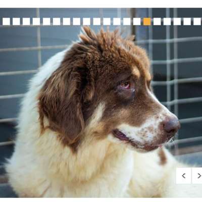 Tierschutzhunde suchen ein Zuhause-Beitrag-Bild