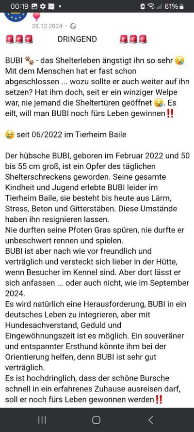 Tierschutzhunde suchen ein Zuhause-Beitrag-Bild