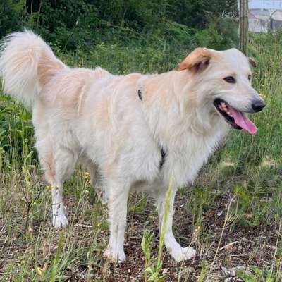 Tierschutzhunde suchen ein Zuhause-Beitrag-Bild