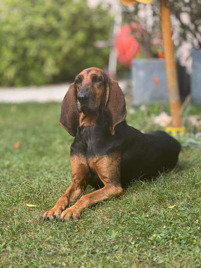 Bracke und Bracke-Mix nicht jagdlich geführt-Beitrag-Bild