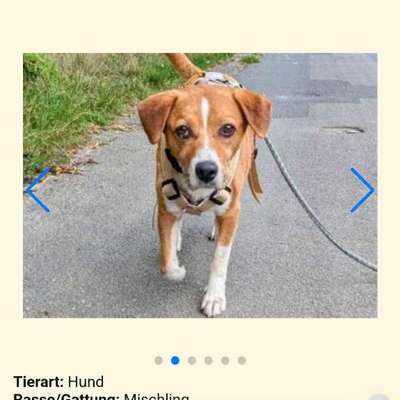 Tierschutzhunde suchen ein Zuhause-Beitrag-Bild