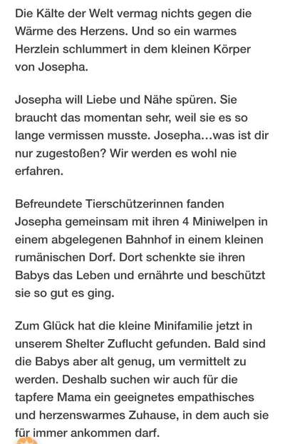 Tierschutzhunde suchen ein Zuhause-Beitrag-Bild