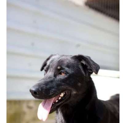 Tierschutzhunde suchen ein Zuhause-Beitrag-Bild