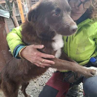 Tierschutzhunde suchen ein Zuhause-Beitrag-Bild