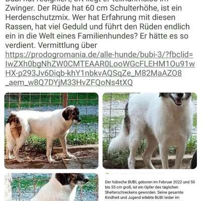 Tierschutzhunde suchen ein Zuhause-Beitrag-Bild