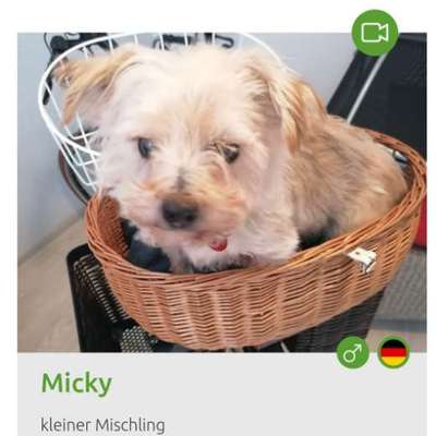 Tierschutzhunde suchen ein Zuhause-Beitrag-Bild