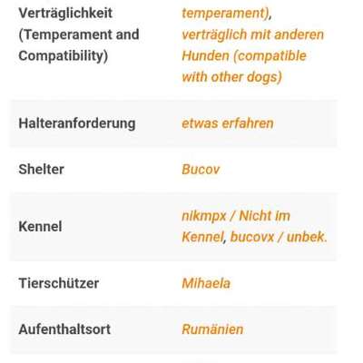 Tierschutzhunde suchen ein Zuhause-Beitrag-Bild