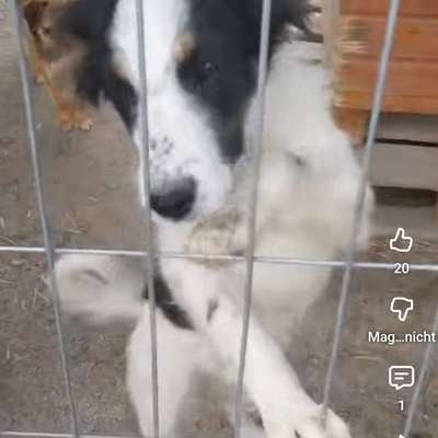 Tierschutzhunde suchen ein Zuhause-Beitrag-Bild