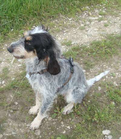 Reinrassige Hunde?-Beitrag-Bild