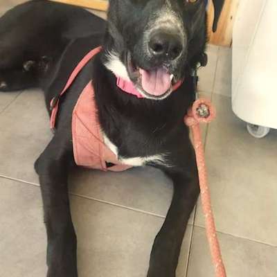 Tierschutzhunde suchen ein Zuhause-Beitrag-Bild