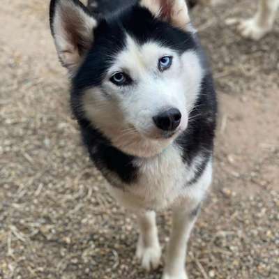 Tierschutzhunde suchen ein Zuhause-Beitrag-Bild
