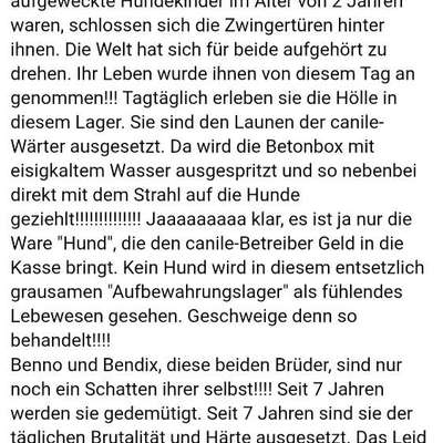 Tierschutzhunde suchen ein Zuhause-Beitrag-Bild