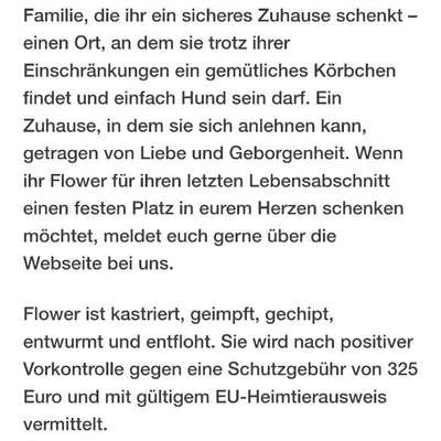 Tierschutzhunde suchen ein Zuhause-Beitrag-Bild