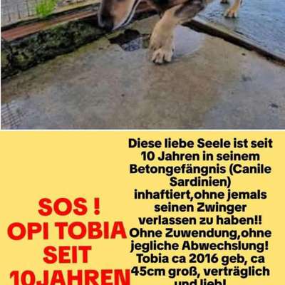 Tierschutzhunde suchen ein Zuhause-Beitrag-Bild