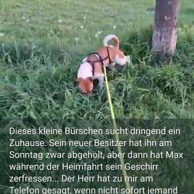 Tierschutzhunde suchen ein Zuhause-Beitrag-Bild