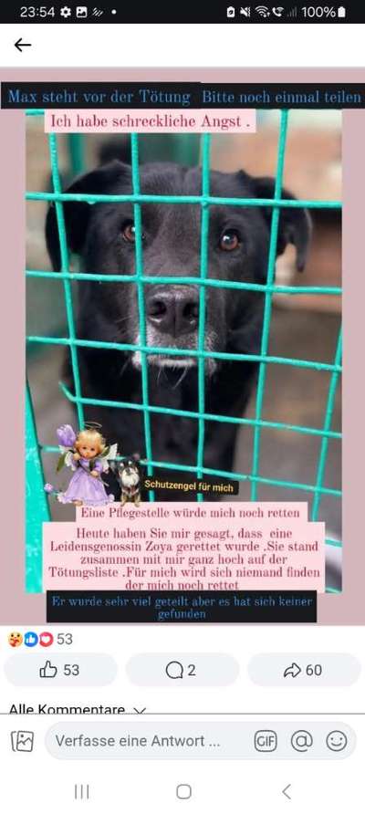 Tierschutzhunde suchen ein Zuhause-Beitrag-Bild