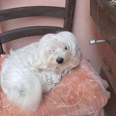 Tierschutzhunde suchen ein Zuhause-Beitrag-Bild