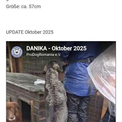 Tierschutzhunde suchen ein Zuhause-Beitrag-Bild