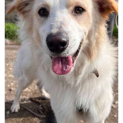 Tierschutzhunde suchen ein Zuhause-Beitrag-Bild