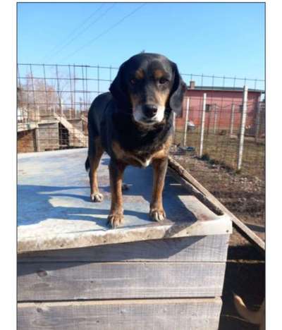Tierschutzhunde suchen ein Zuhause-Beitrag-Bild
