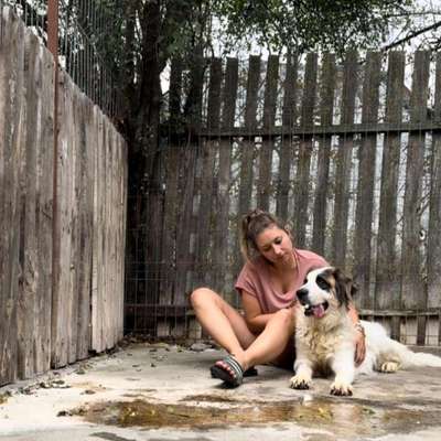 Tierschutzhunde suchen ein Zuhause-Beitrag-Bild