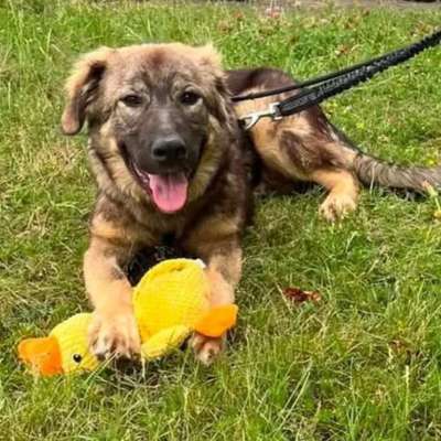 Tierschutzhunde suchen ein Zuhause-Beitrag-Bild
