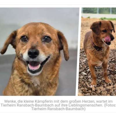 Tierschutzhunde suchen ein Zuhause-Beitrag-Bild