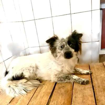 Tierschutzhunde suchen ein Zuhause-Beitrag-Bild