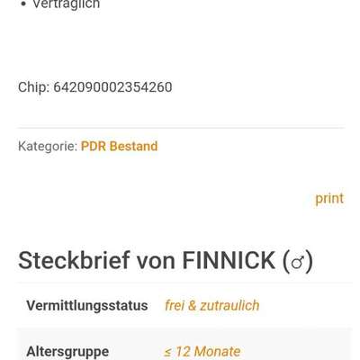 Tierschutzhunde suchen ein Zuhause-Beitrag-Bild