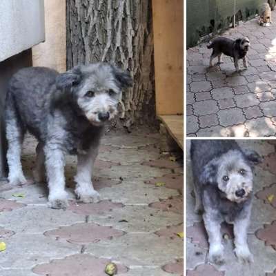 Tierschutzhunde suchen ein Zuhause-Beitrag-Bild