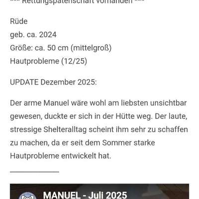 Tierschutzhunde suchen ein Zuhause-Beitrag-Bild