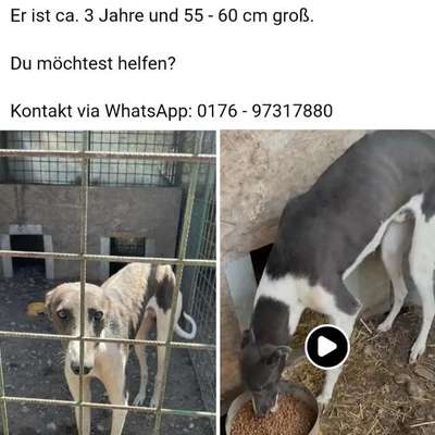 Tierschutzhunde suchen ein Zuhause-Beitrag-Bild