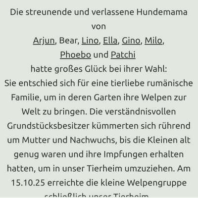 Tierschutzhunde suchen ein Zuhause-Beitrag-Bild