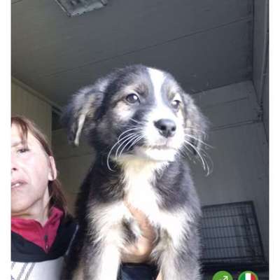 Tierschutzhunde suchen ein Zuhause-Beitrag-Bild