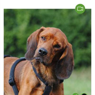 Tierschutzhunde suchen ein Zuhause-Beitrag-Bild