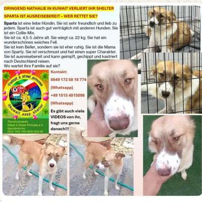 Tierschutzhunde suchen ein Zuhause-Beitrag-Bild