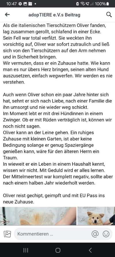 Tierschutzhunde suchen ein Zuhause-Beitrag-Bild