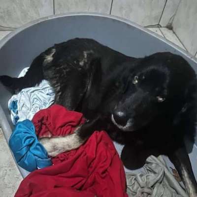 Tierschutzhunde suchen ein Zuhause-Beitrag-Bild