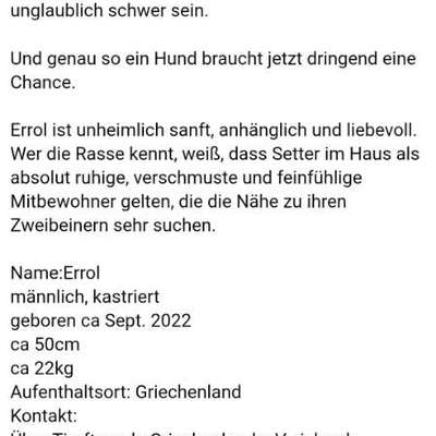 Tierschutzhunde suchen ein Zuhause-Beitrag-Bild