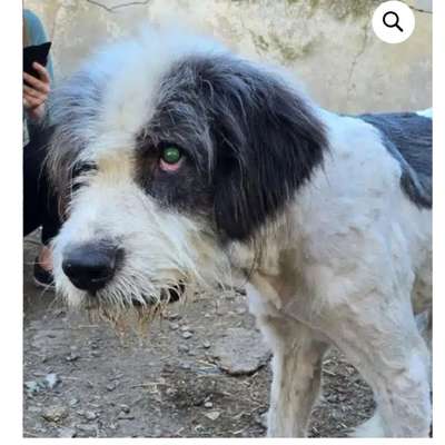 Tierschutzhunde suchen ein Zuhause-Beitrag-Bild