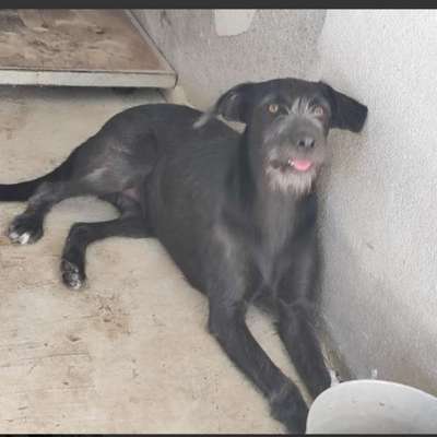 Tierschutzhunde suchen ein Zuhause-Beitrag-Bild