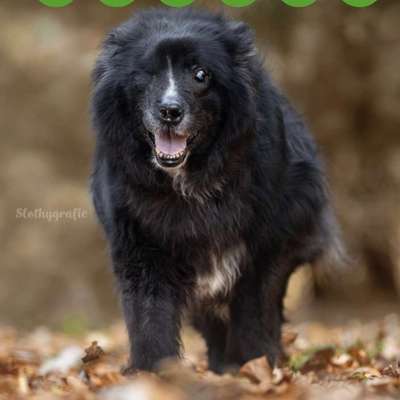 Tierschutzhunde suchen ein Zuhause-Beitrag-Bild