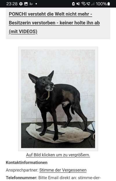 Tierschutzhunde suchen ein Zuhause-Beitrag-Bild