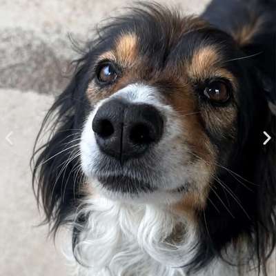 Tierschutzhunde suchen ein Zuhause-Beitrag-Bild