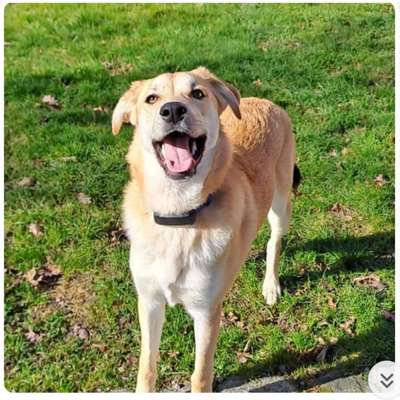 Tierschutzhunde suchen ein Zuhause-Beitrag-Bild