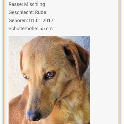 Tierschutzhunde suchen ein Zuhause-Beitrag-Bild