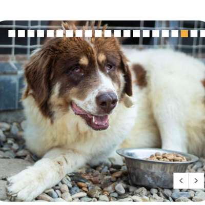 Tierschutzhunde suchen ein Zuhause-Beitrag-Bild