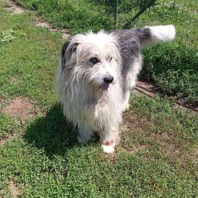 Tierschutzhunde suchen ein Zuhause-Beitrag-Bild