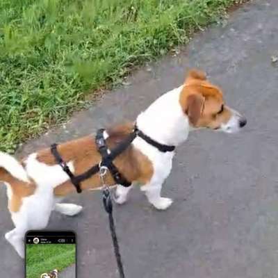 Tierschutzhunde suchen ein Zuhause-Beitrag-Bild